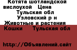 Котята шотландской вислоухой › Цена ­ 3 000 - Тульская обл., Узловский р-н Животные и растения » Кошки   . Тульская обл.